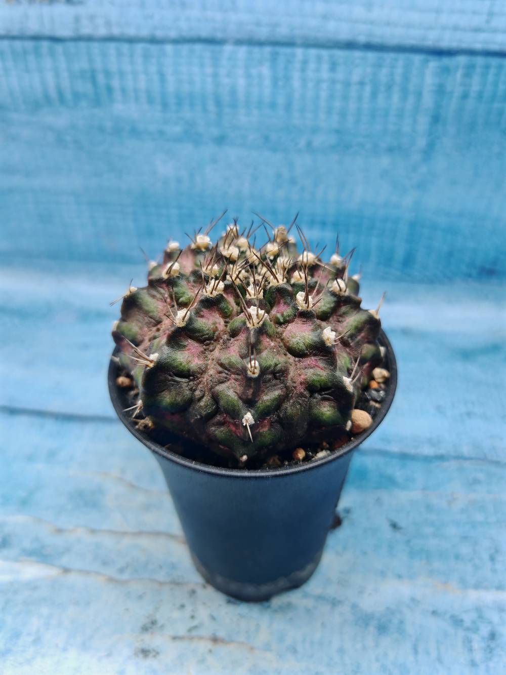 Gymnocalycium T-Rex Pink hybrid (Гимнокалициум T-rex)