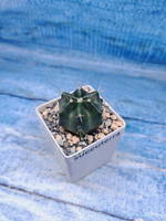 Echinocereus Knippelianus (Эхиноцереус 6 ребер)