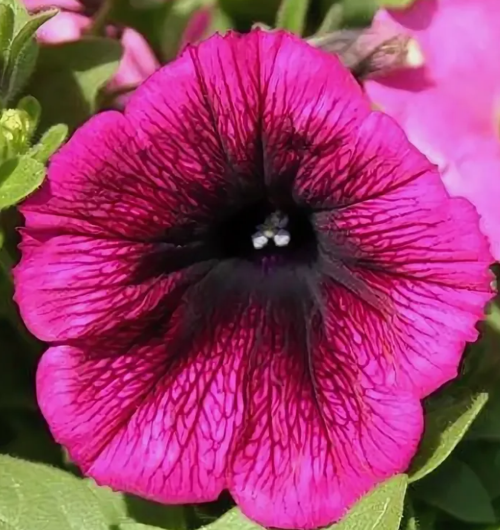 Петуния Supertunia Merlot ЕВРО укорененный черенок