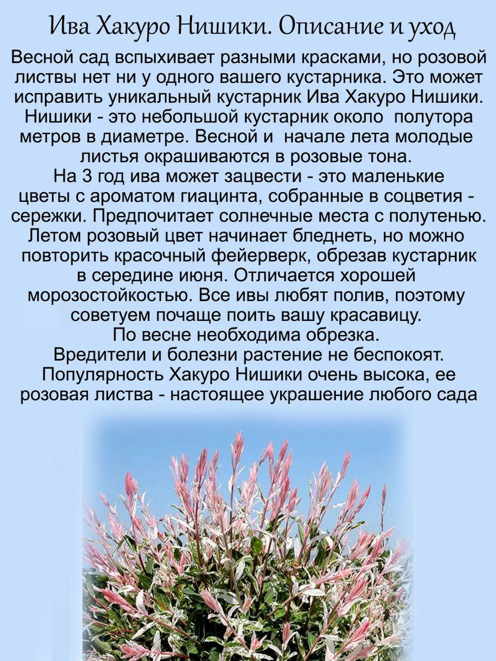 Ива Хакуро Нишики кустарник