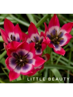 Тюльпан,луковицы Little Beauty ботанический (4 штуки )