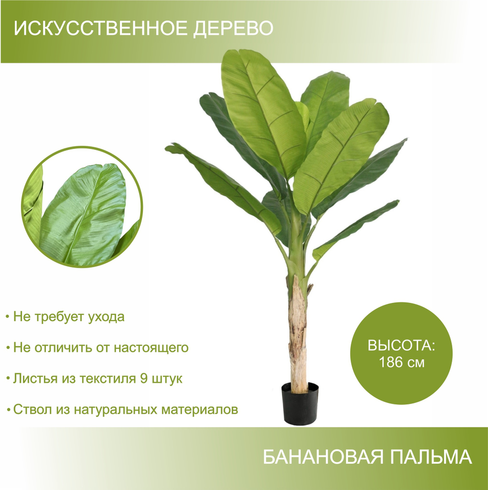 Банановая пальма 186 см.
