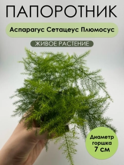 Аспарагус Сетацеус D7. Перистый. Растение живое комнатное