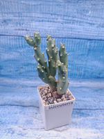 Cumulopuntia Bolivana (Кумулопунция)
