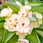 Эуфорбия Миля KAENG DAO (35)