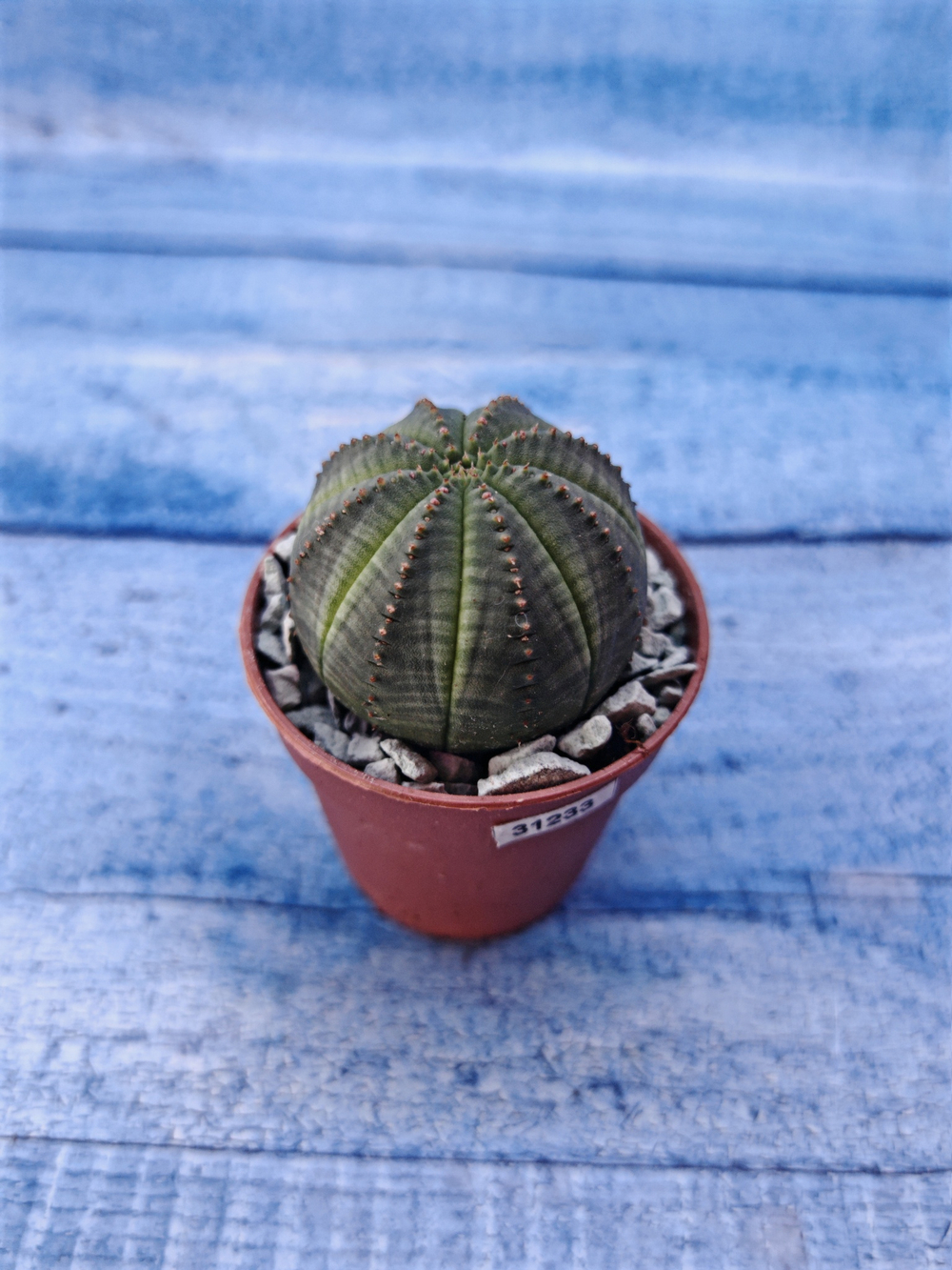 Суккулент Euphorbia Obesa (Эуфорбия)
