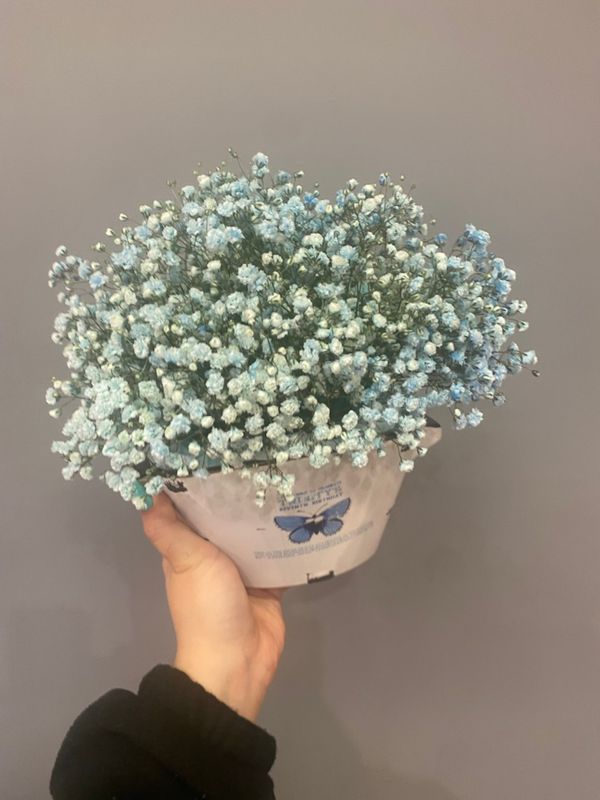 Композиция из голубой гипсофилы