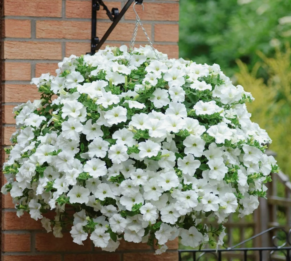 ЕВРО PRESTO White Imp. укоренный черенок середина января поставка 10