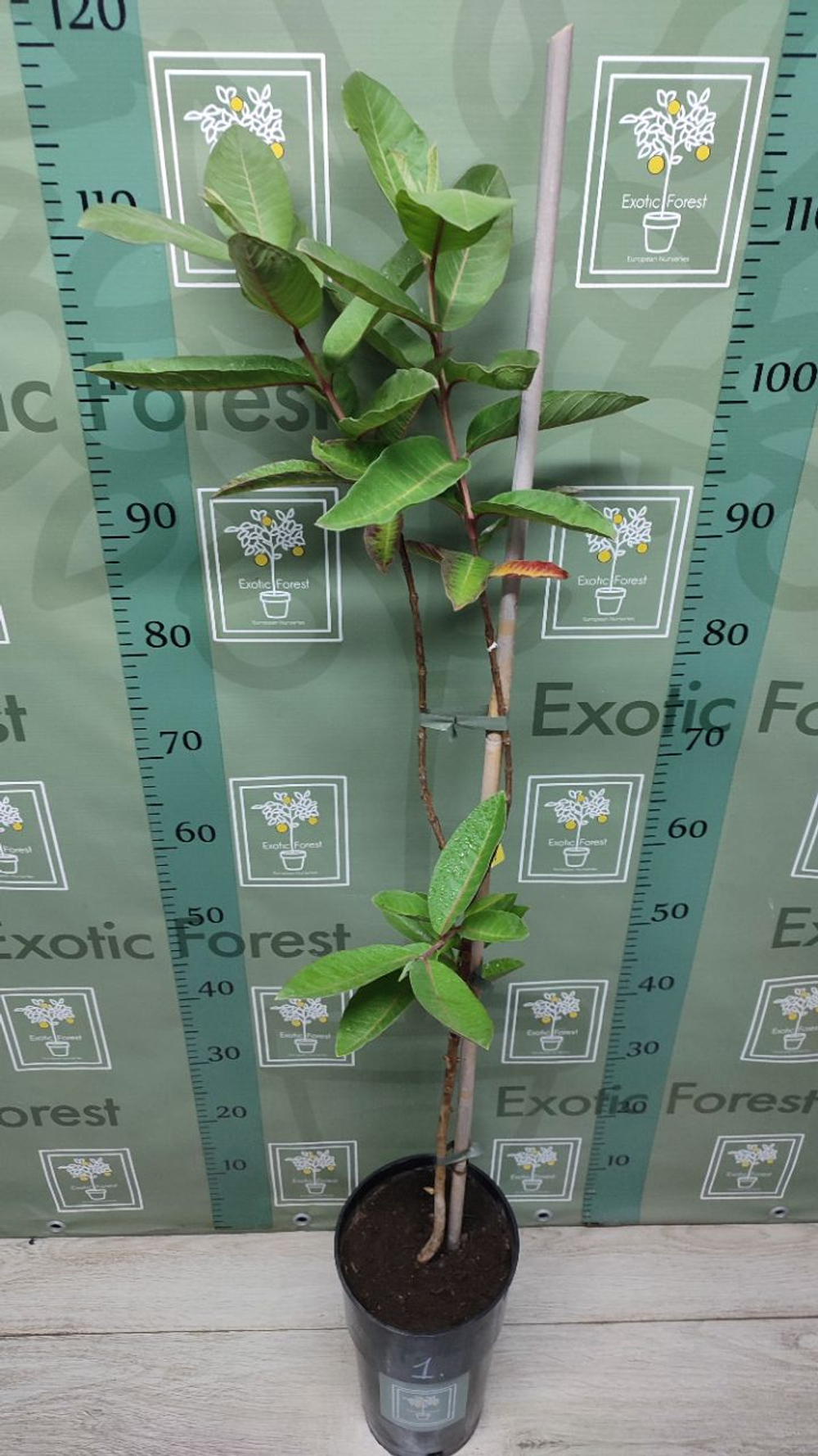 Psidium Guajava