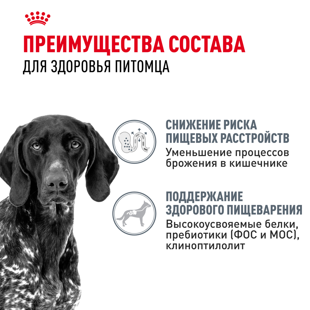 Royal Canin Maxi Digestive Care Макси Дайджестив кэа Корм сухой для взрослых собак больших размеров с чувствительным пищеварением 12кг