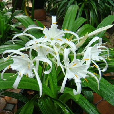 Панкраций Цейлонский Pancratium zeylanicum луковица 1 шт