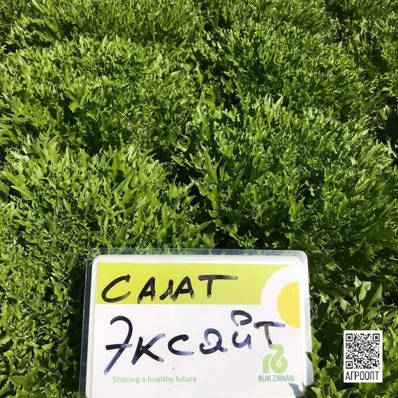 Эксайт — урожай салата, фото 4