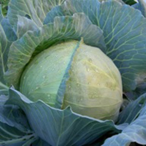 ЗАКАЗ F1 семена капусты белокочанной (Seminis | Alexagro) – фото 1
