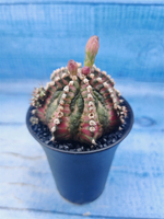 Gymnocalycium T-Rex Pink hybrid (Гимнокалициум)