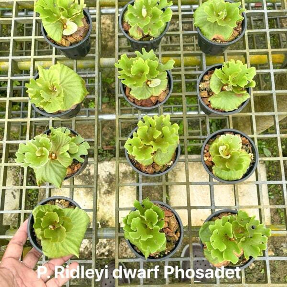 Платицериум P.RIDLEYI DWARF PHOSADET