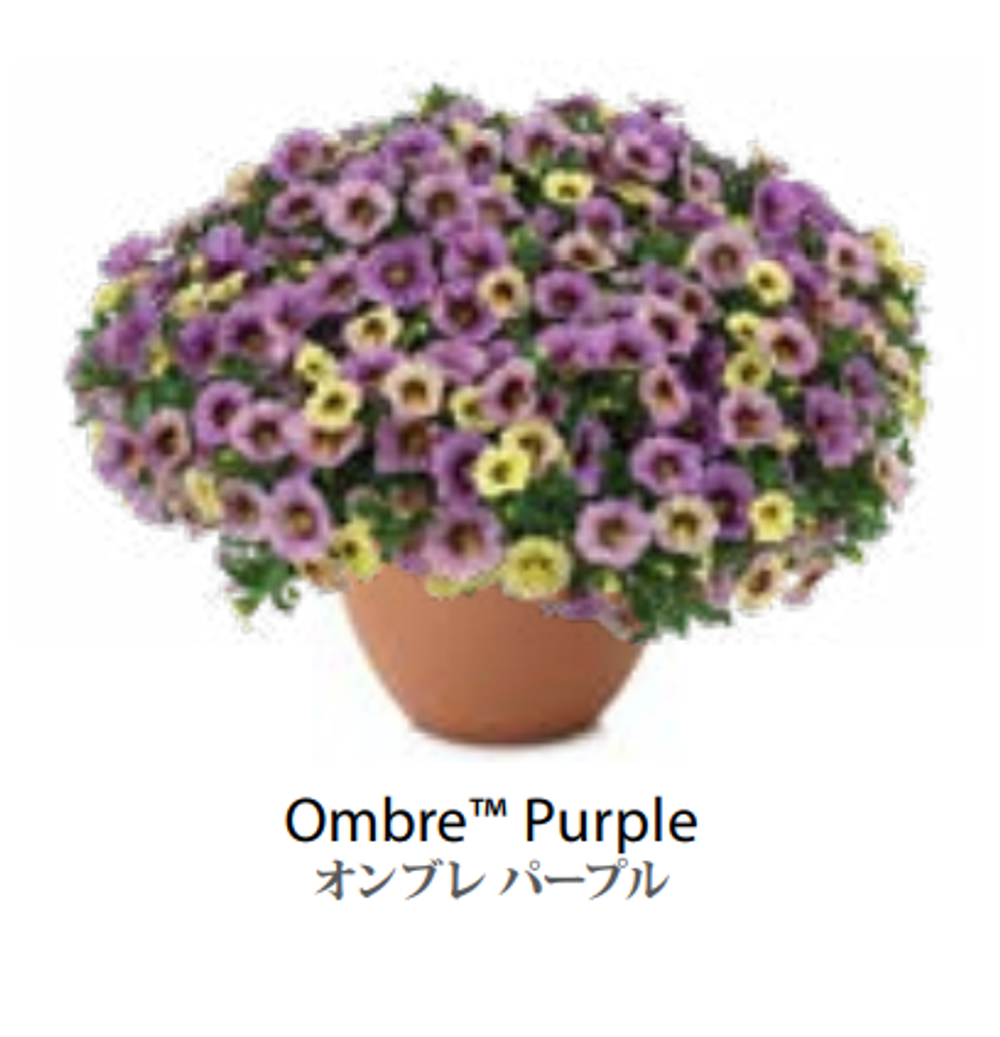 ЕВРО Калибрахоа OMBRE Purple укоренный черенок начало января поставка 9