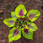 Каладиум LEMON SAI MUANG – PURPLE LEMON (K27)