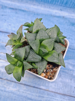 Haworthia Retusa Geraldii (Хавортия)
