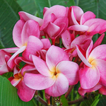 Плюмерия CHOMPHU BANNAKAN