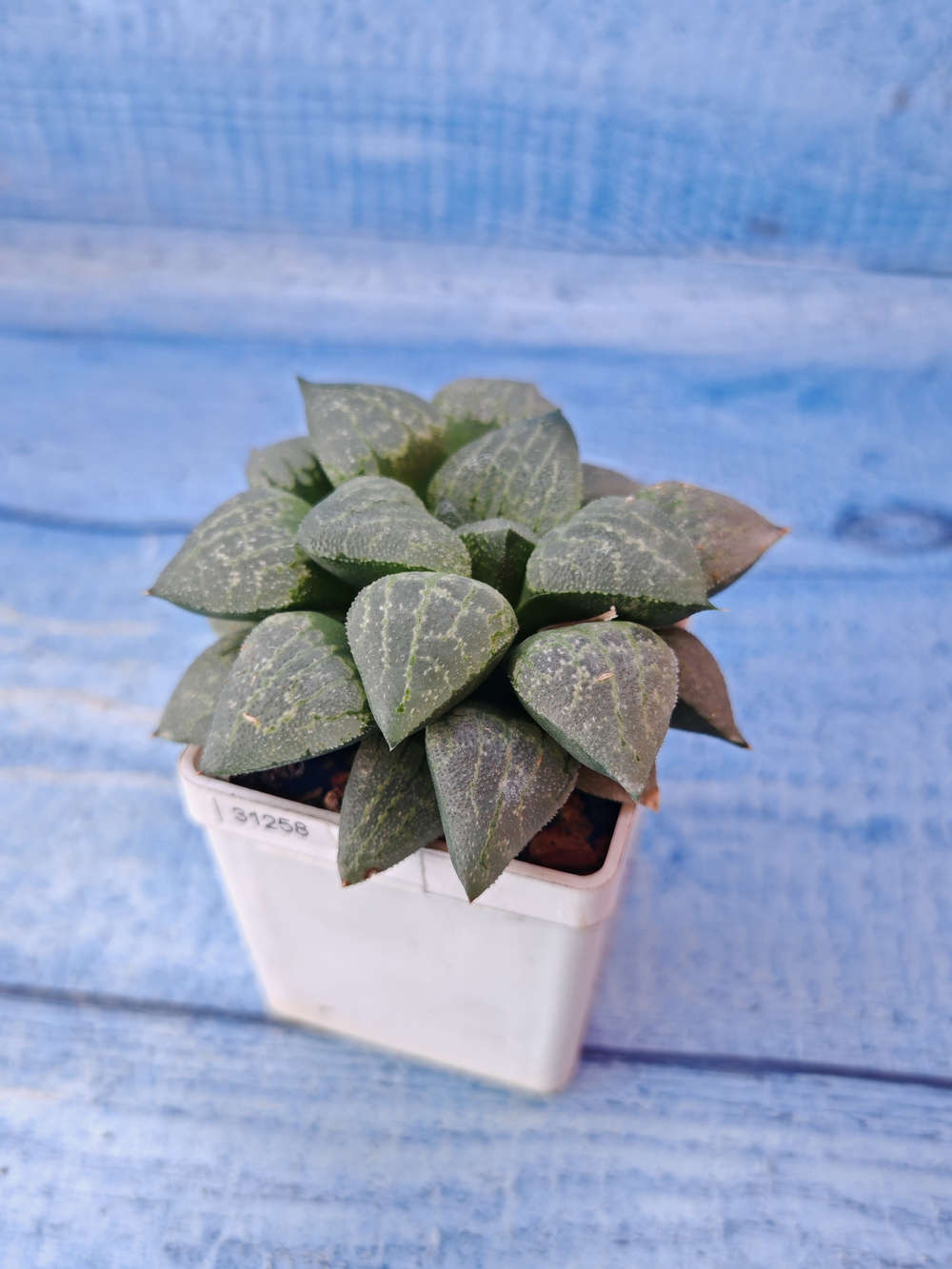 Haworthia Pygmaye hybrid (Хавортия)