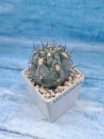 Gymnocalycium Glaucum (Гимнокалициум)