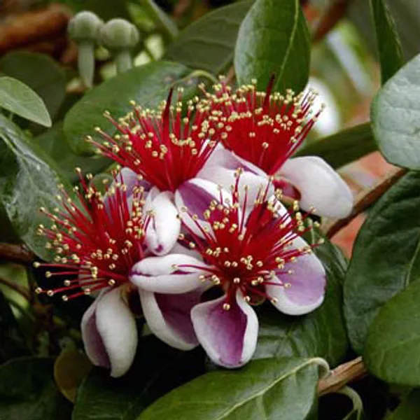 Feijoa selolwiana (Фейхоа) семена