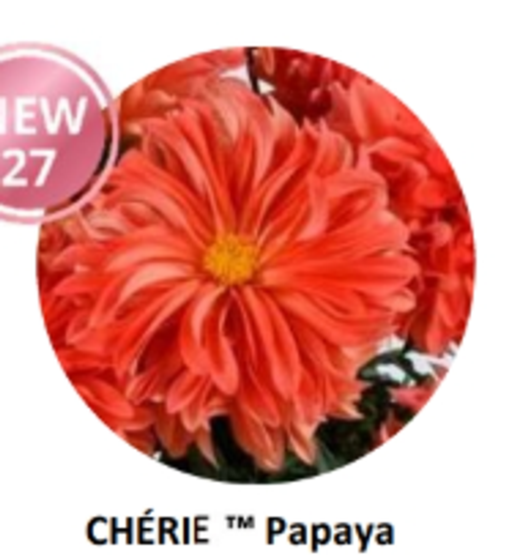 НОВИНКА 2027 ЕВРО Георгина Cherie Papaya укорененный ЕВРО черенок февраль поставка 11