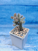 Opuntia Spinosior (Опунция)