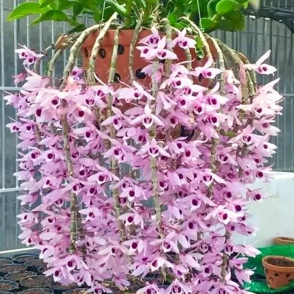 Орхидея DENDROBIUM ANOSMUM