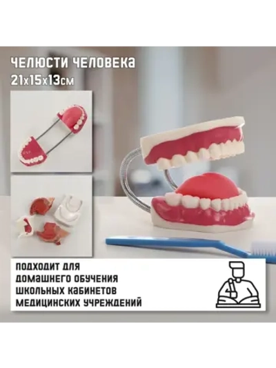 Макет "Челюсти человека" 21*15*13см