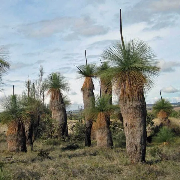 Ксанторрея - травяное дерево Xanthorrhoea Drummondii семена 3 шт