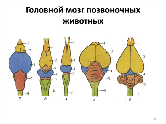 Комплект моделей "Строение мозга позвоночных" (5 шт.)
