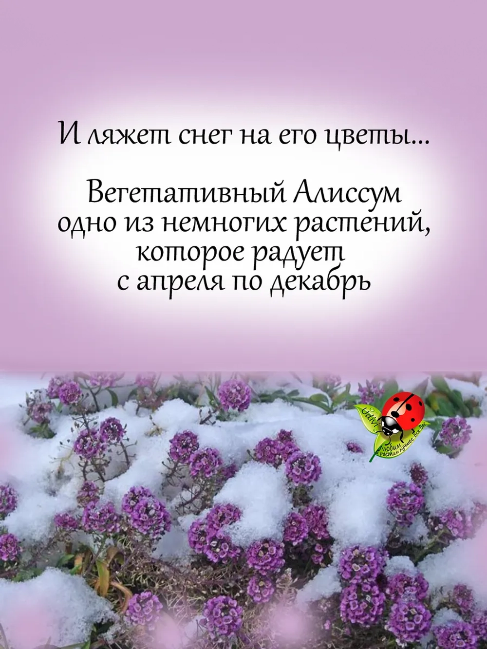 Алиссум Лавандовый ручей вегетативный