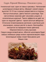 Седум Горький Шоколад очиток многолетний