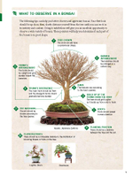 The Ultimate Bonsai Handbook: The Complete Guide for Beginners