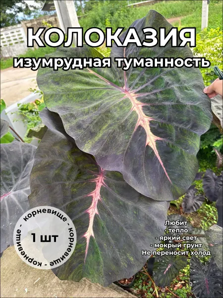 Колоказия Изумрудная Туманность Emission Nebula корневище