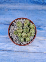 Euphorbia Pseudoglobosa variagate (Эуфорбия)