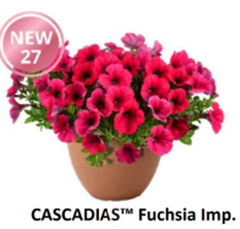 ЕВРО неукор Петуния CASCADIAS Fuchsia Imp. ЕВРО НЕукоренный черенок (срезы) НОЯБРЬ поставка 3