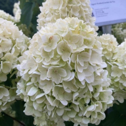 Гортензия метельчатая Гарденлайт Брайтлайт (Hydrangea paniculata Gardenlights Brightlight)