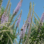 Вероникаструм виргинский "Lavendelturm". Veronicastrum virginicum "Lavendelturm".