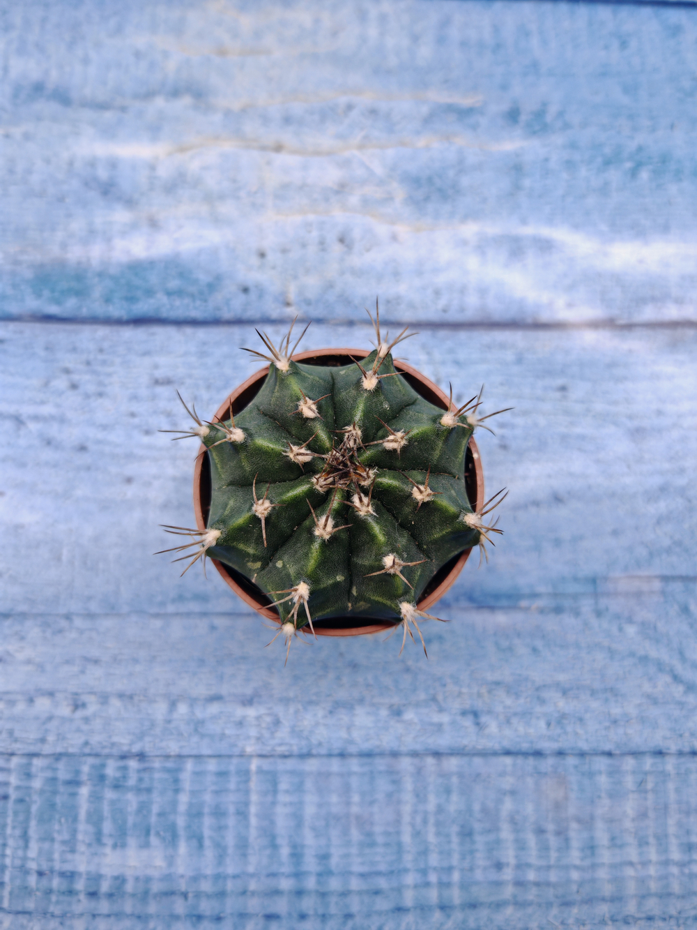 Gymnocalycium Friedrichii (Гимнокалициум)