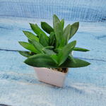 Haworthia Pentagona (Хавортия)