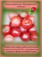 Войлочная вишня Нектаринная двухцветная