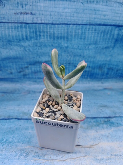 Сotyledon Orbiculata variegata (Котиледон)