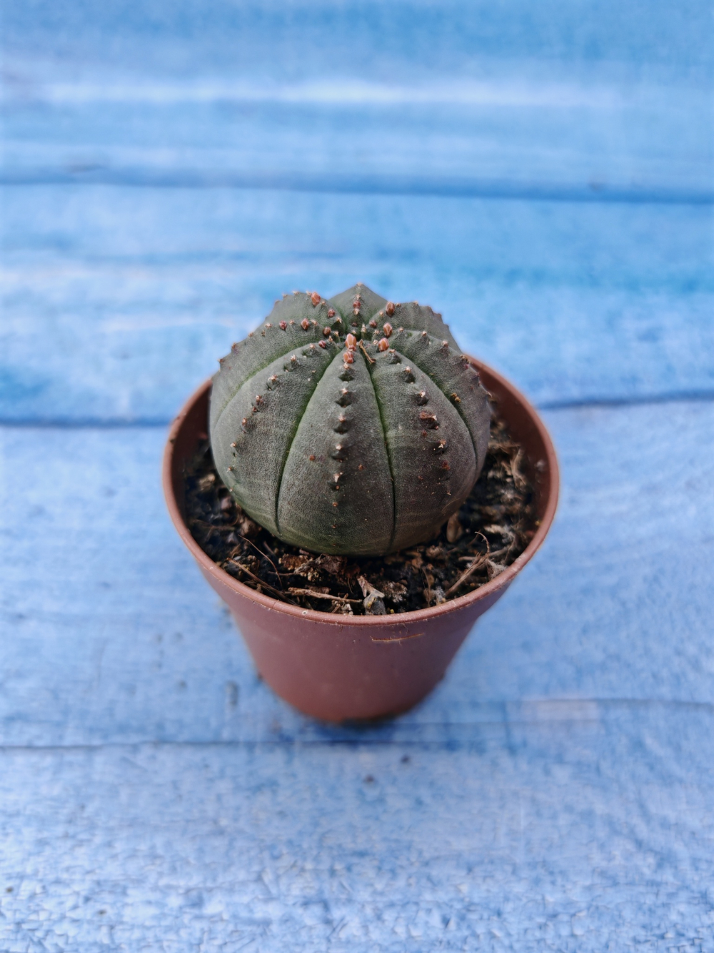Euphorbia Obesa (Эуфорбия)