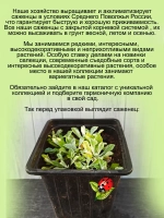 Антенария Белая Кошачья лапка