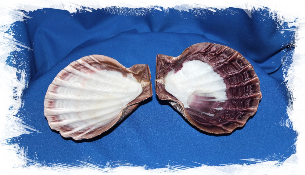 Nodipecten subnodosus