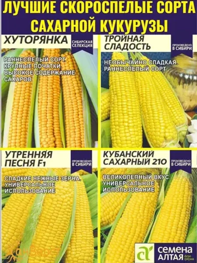 Семена сахарной кукурузы. Набор скороспелых сортов