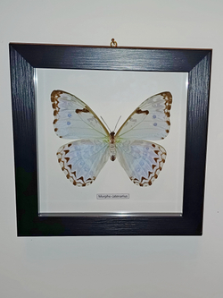 Бабочка Morpho catenaria самка в рамке
