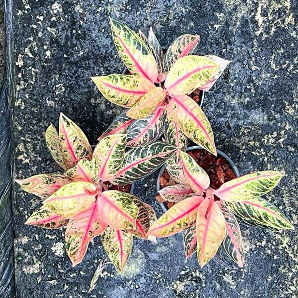 Аглаонема SUMATRA MUTATION (PINK)